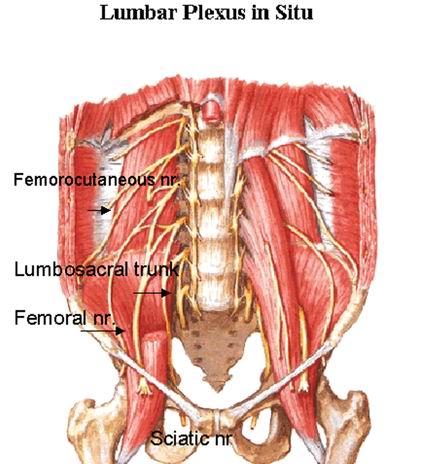lumbar plexus anatomy
