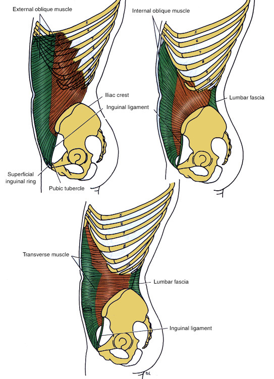 Lower Limb Anatomy: The Femoral Triangle