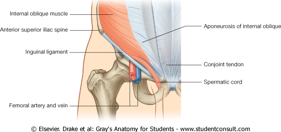Conjoint Tendon Shoulder Anatomy / Anatomy Of The Shoulder ...