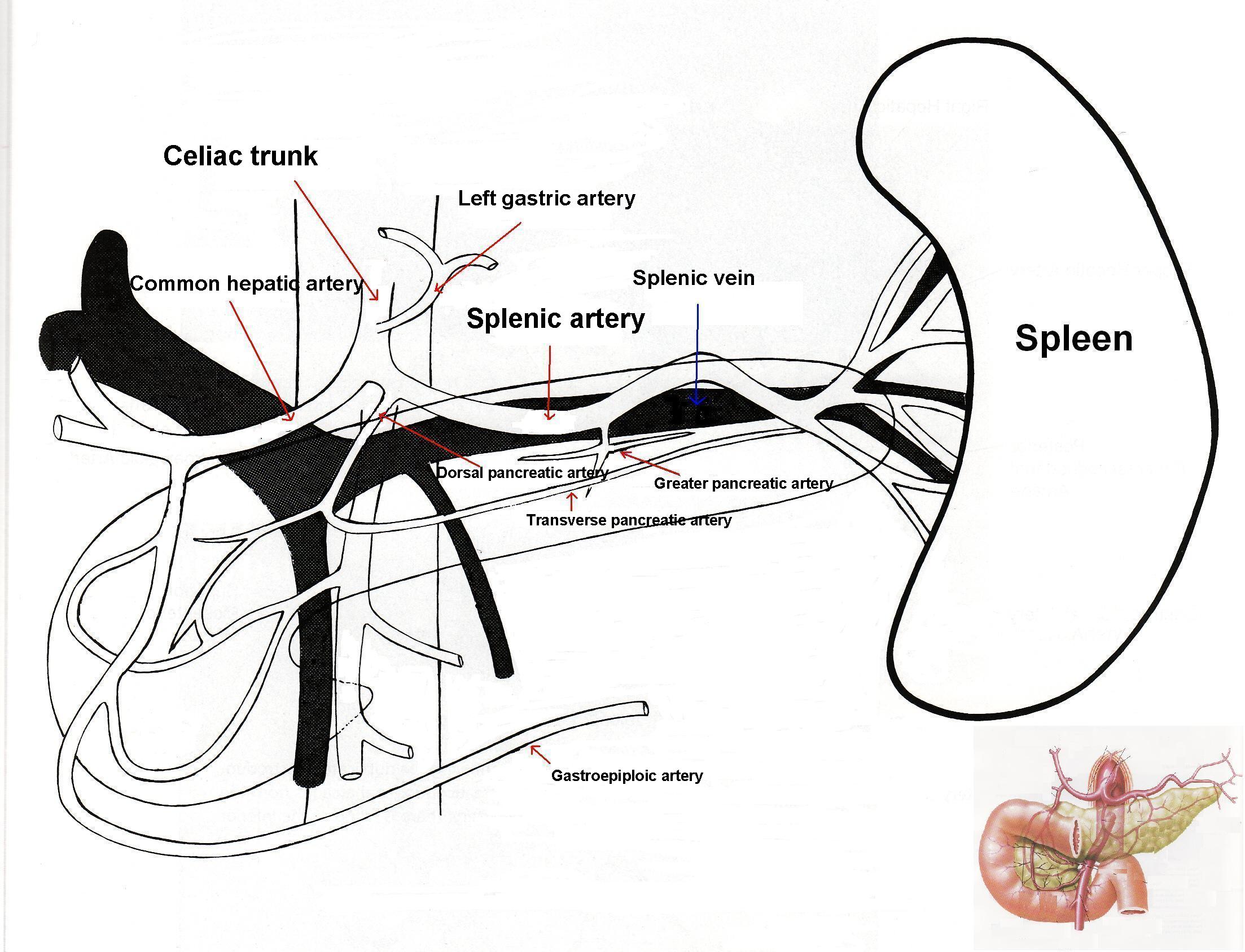 Splenic Artery