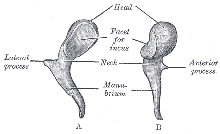 Middle and Inner Ear Anatomy - Malleus, Incus, Stapes
