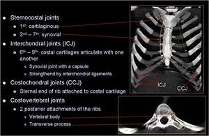 interchondral joint