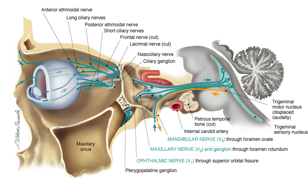 Cranial Nerve V - Trigeminal V3 - Mandibular Division Diagram