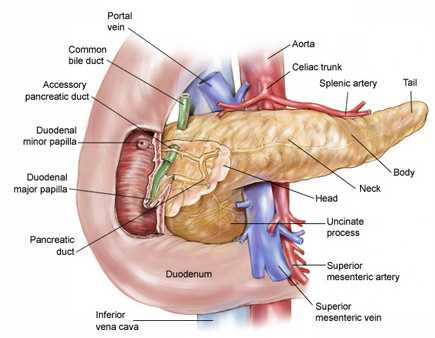 pancreatic anatomy uncinate