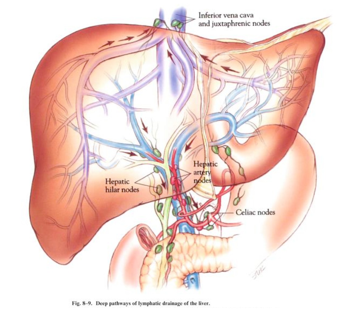 lymphatic drainage of liver
