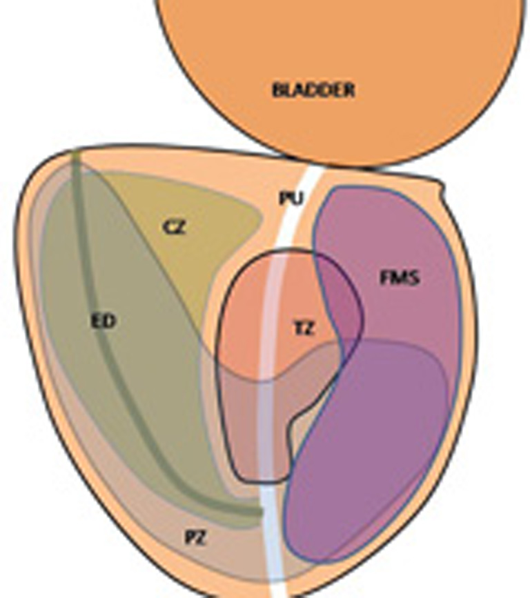prostate gland zonal anatomy