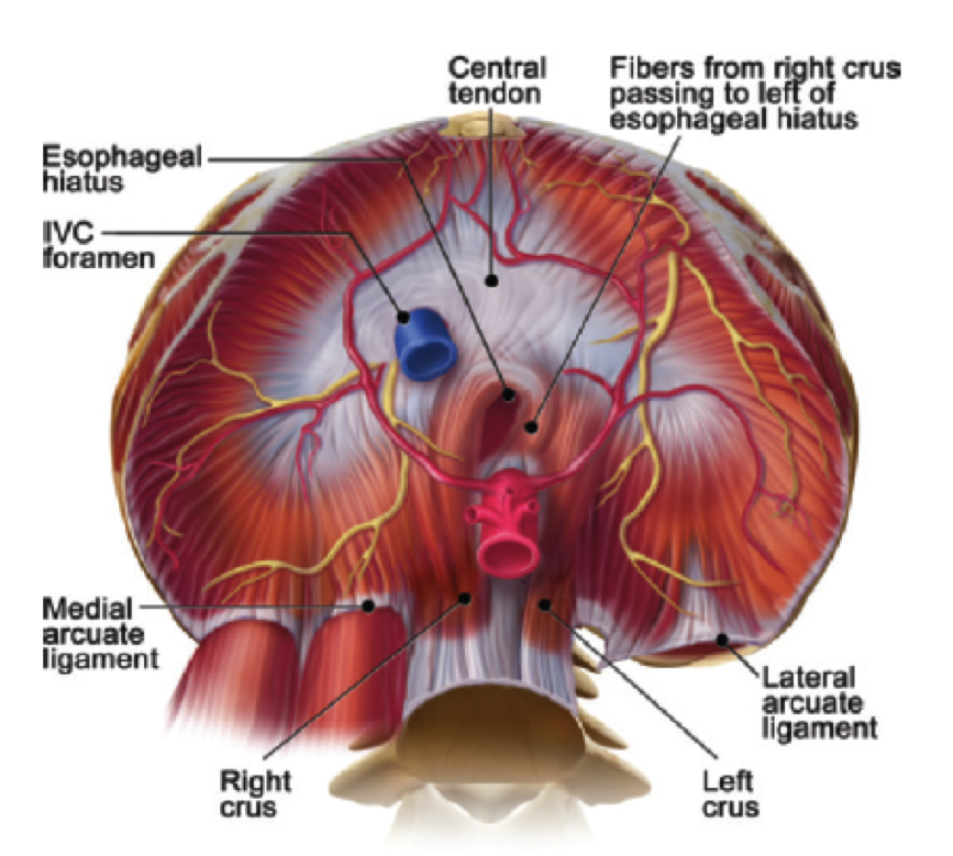 diaphragm muscle attachments