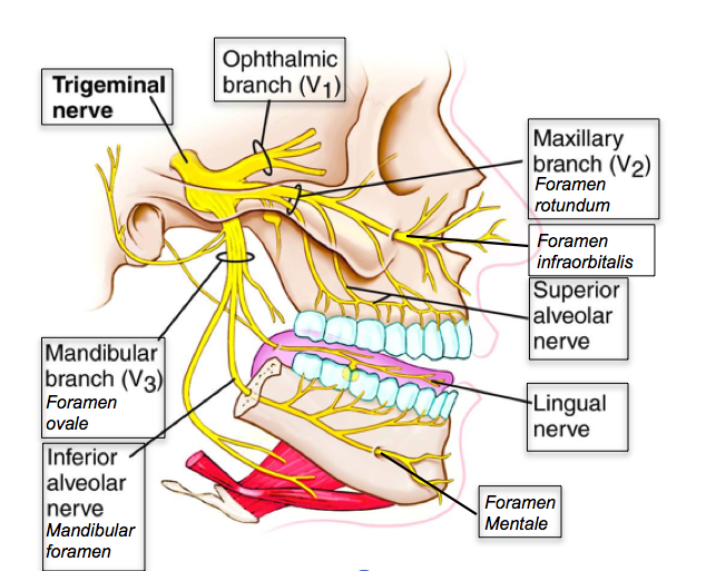 Branches of Mandibular Nerve Diagram