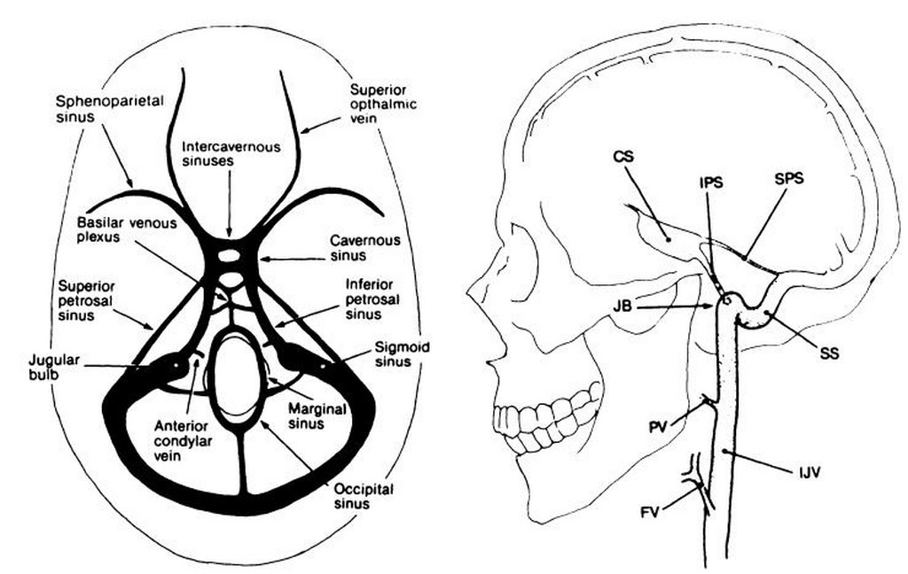 superior petrosal sinus