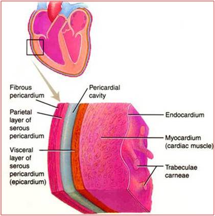 pericardial cavity