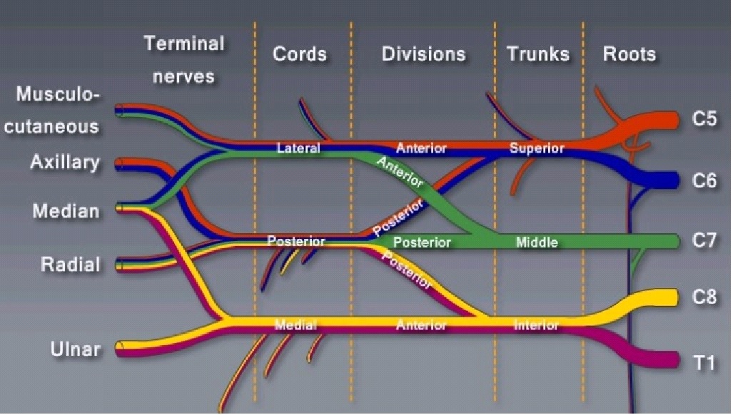 brachial plexus diagram