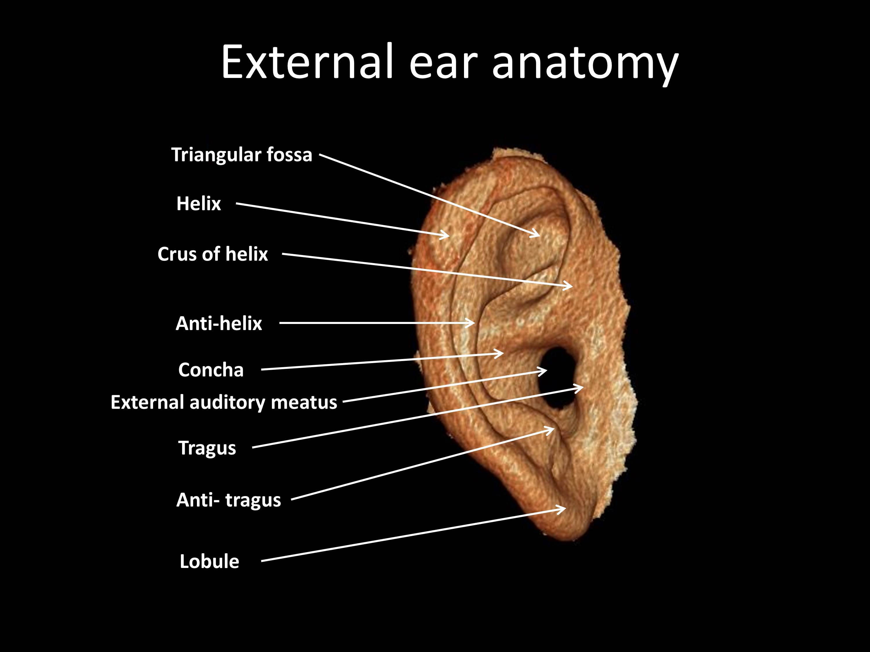 Anterior External Ear Anatomy