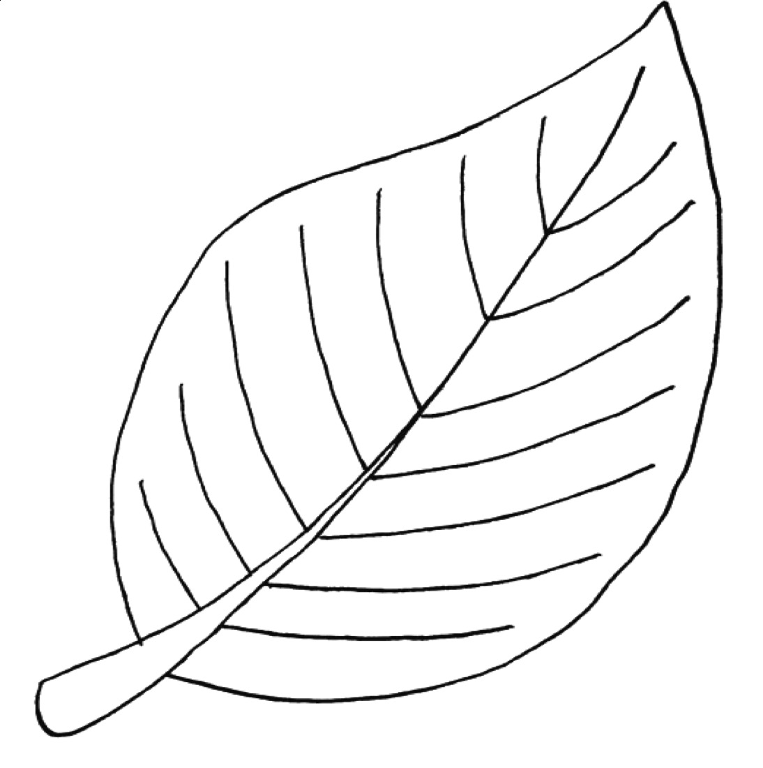 Раскраска лист фикуса