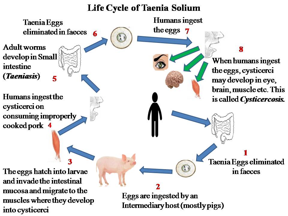 taenia saginata life cycle