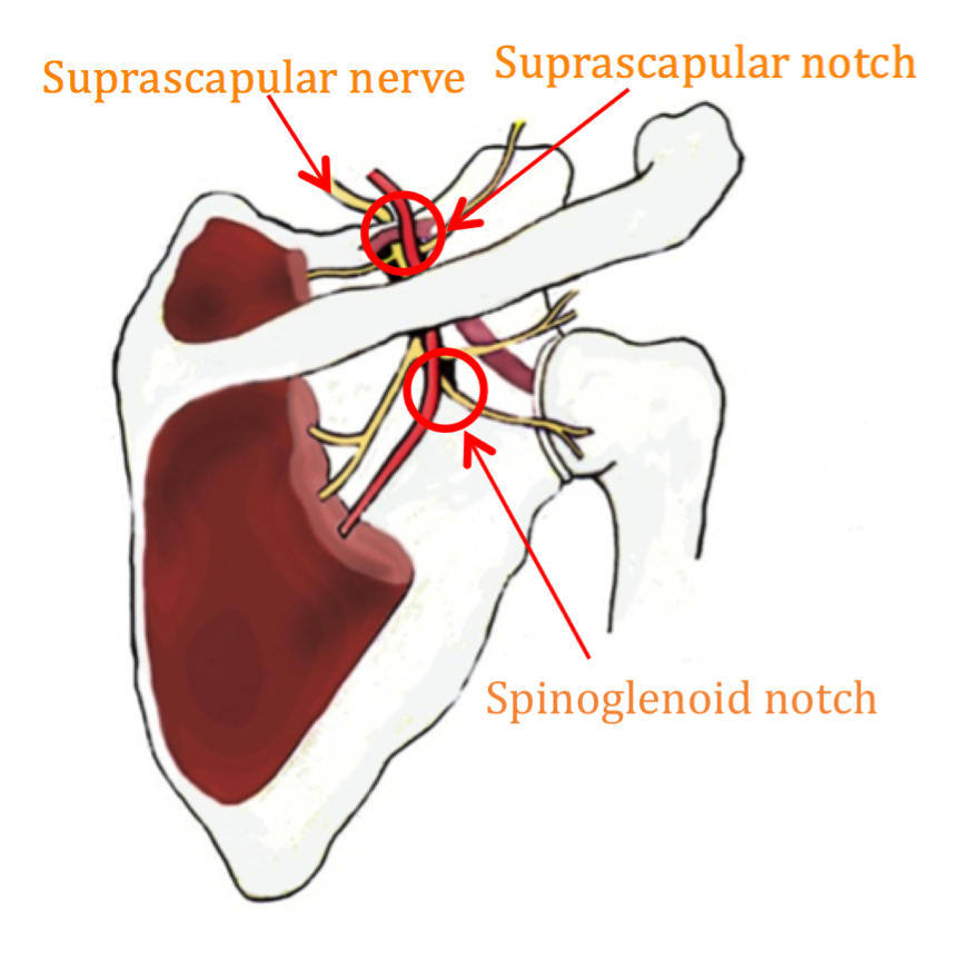 spinoglenoid notch
