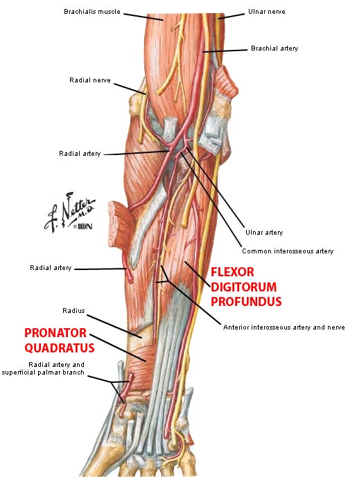 flexor digitorum profundus and superficialis median nerve
