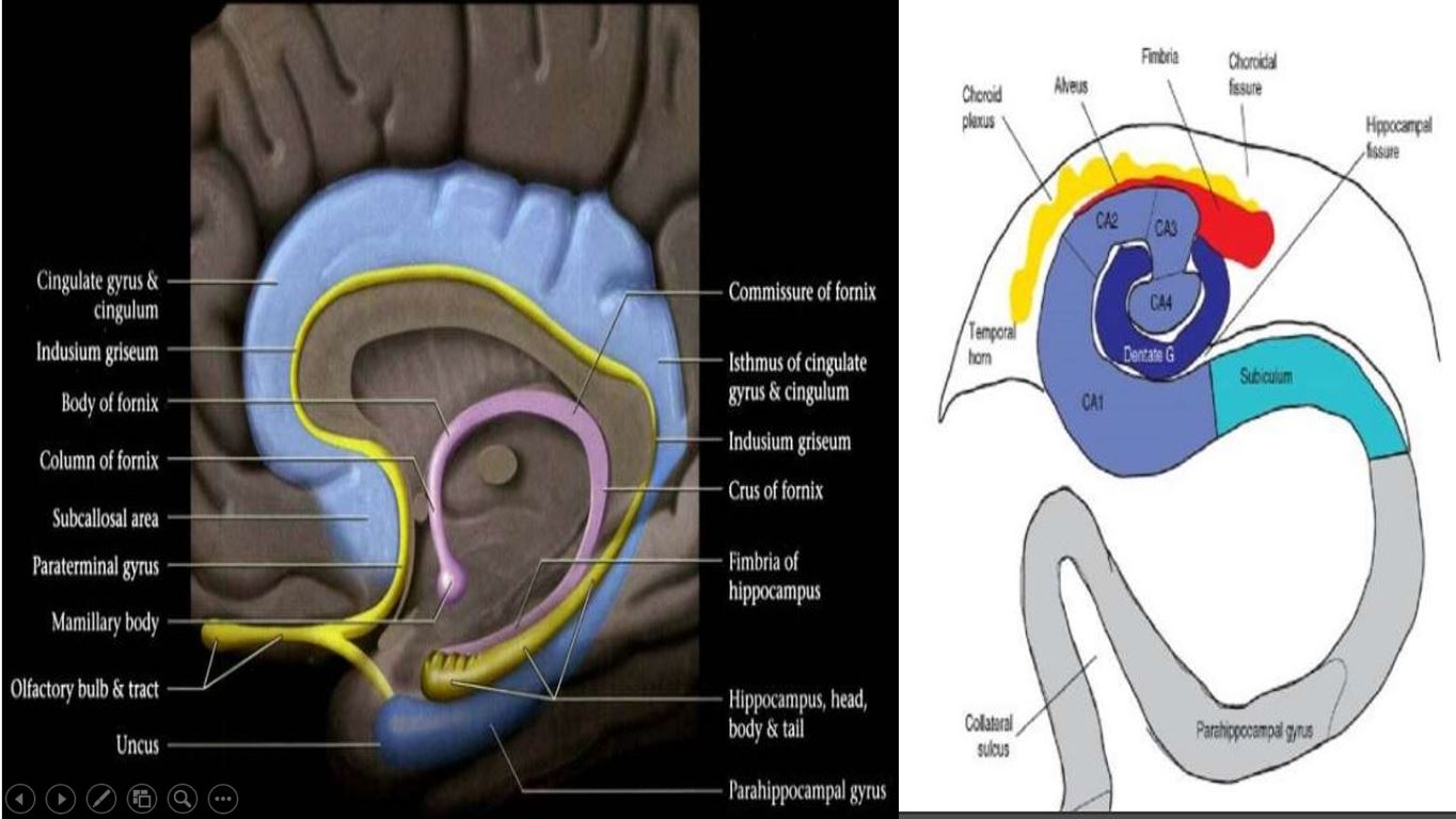 hippocampus anatomy mri