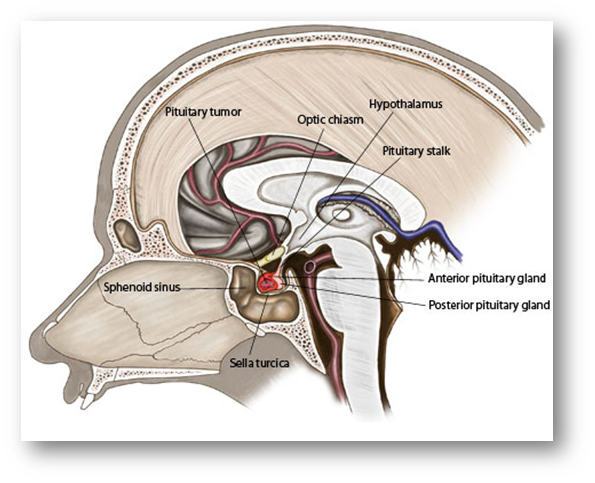 Sella Turcica Anatomy