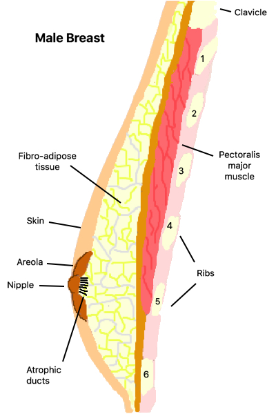 Anatomy of the breast, with adipose tissue colored yellow.