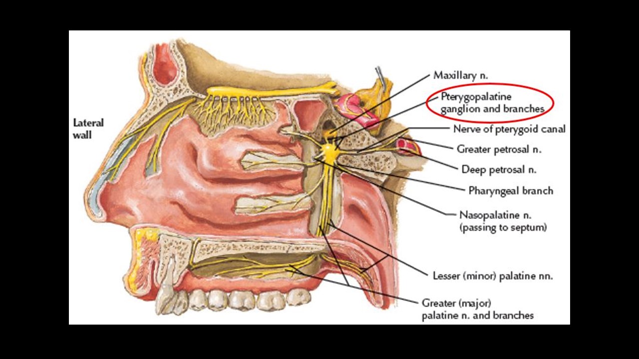 nasopalatine artery