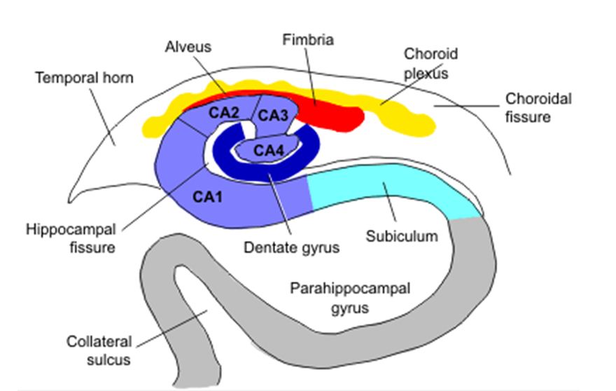 hippocampus anatomy sulcus coronal t1 mri