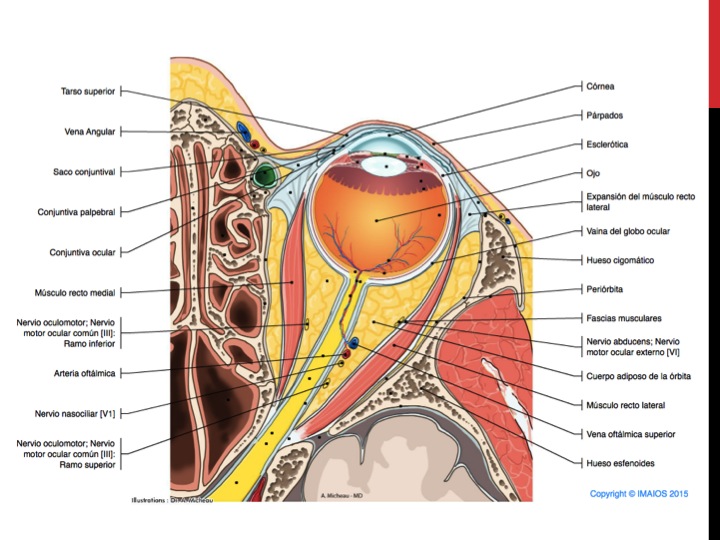 Mandibular nerve - e-Anatomy - IMAIOS