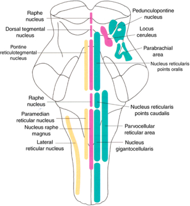 reticular formation diagram