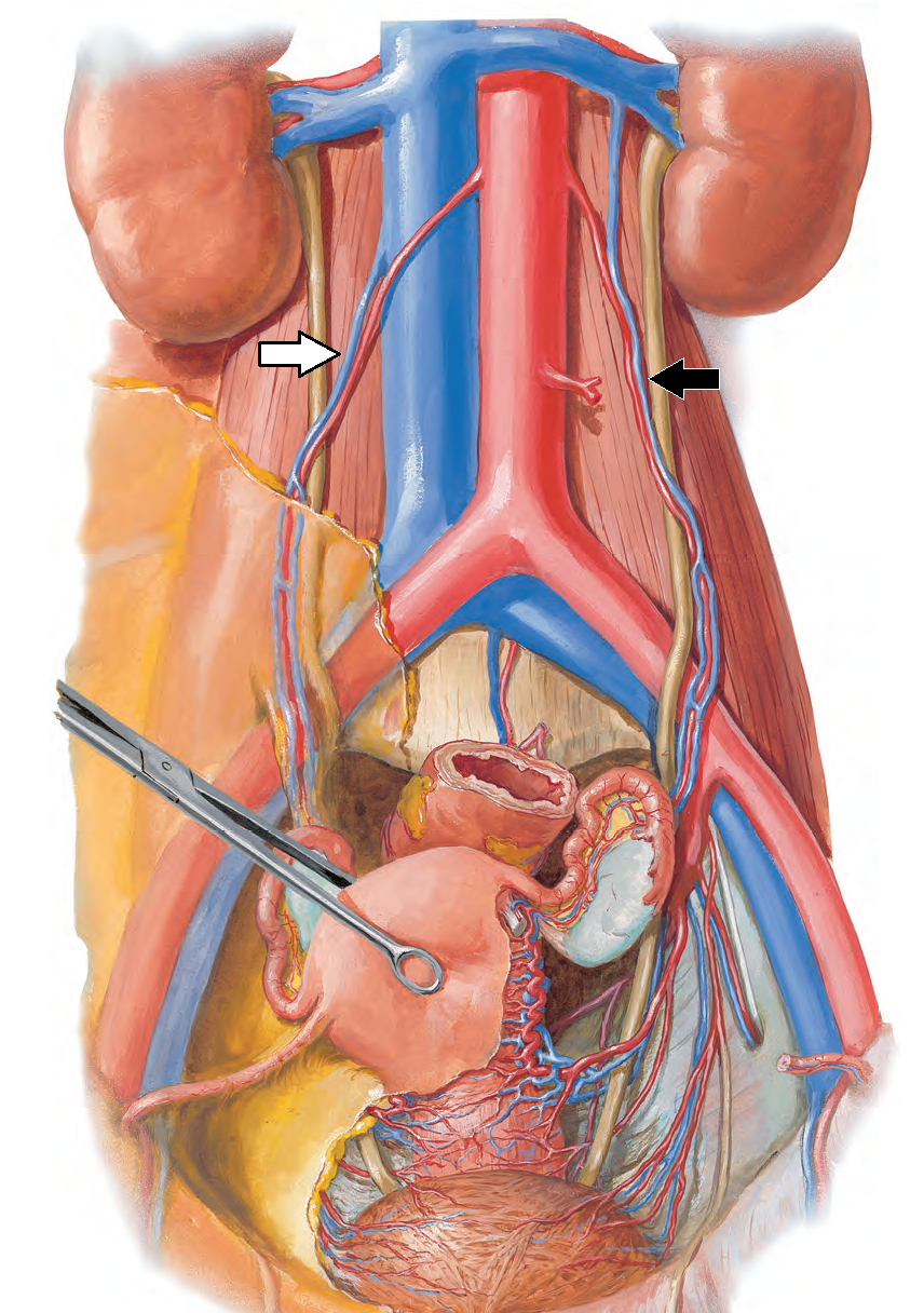 gonadal vein anatomy