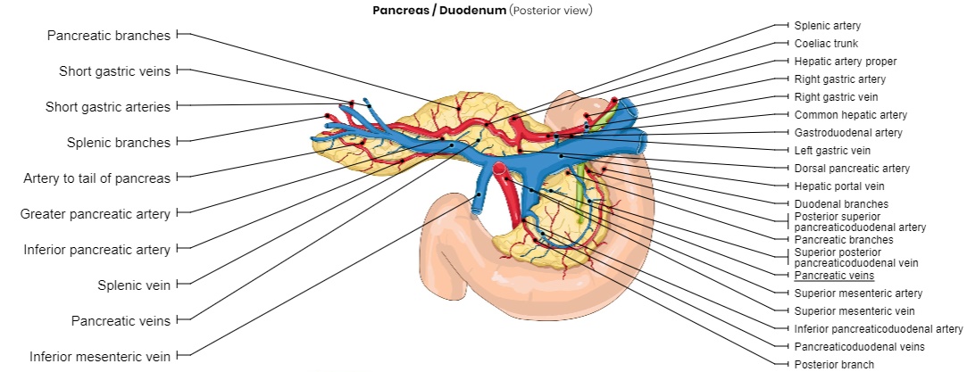 pancreas vascular anatomy