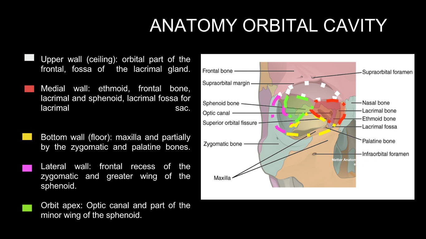 Superior Orbital Fissure (SOF): Mnemonics | Epomedicine