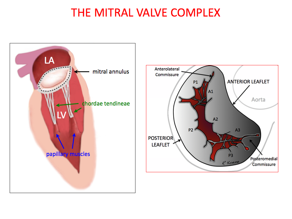 Frontiers | A review of the development of interventional devices for  mitral valve repair with the implantation of artificial chords