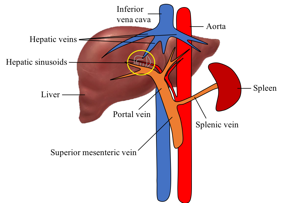 hepatic vein vs portal vein