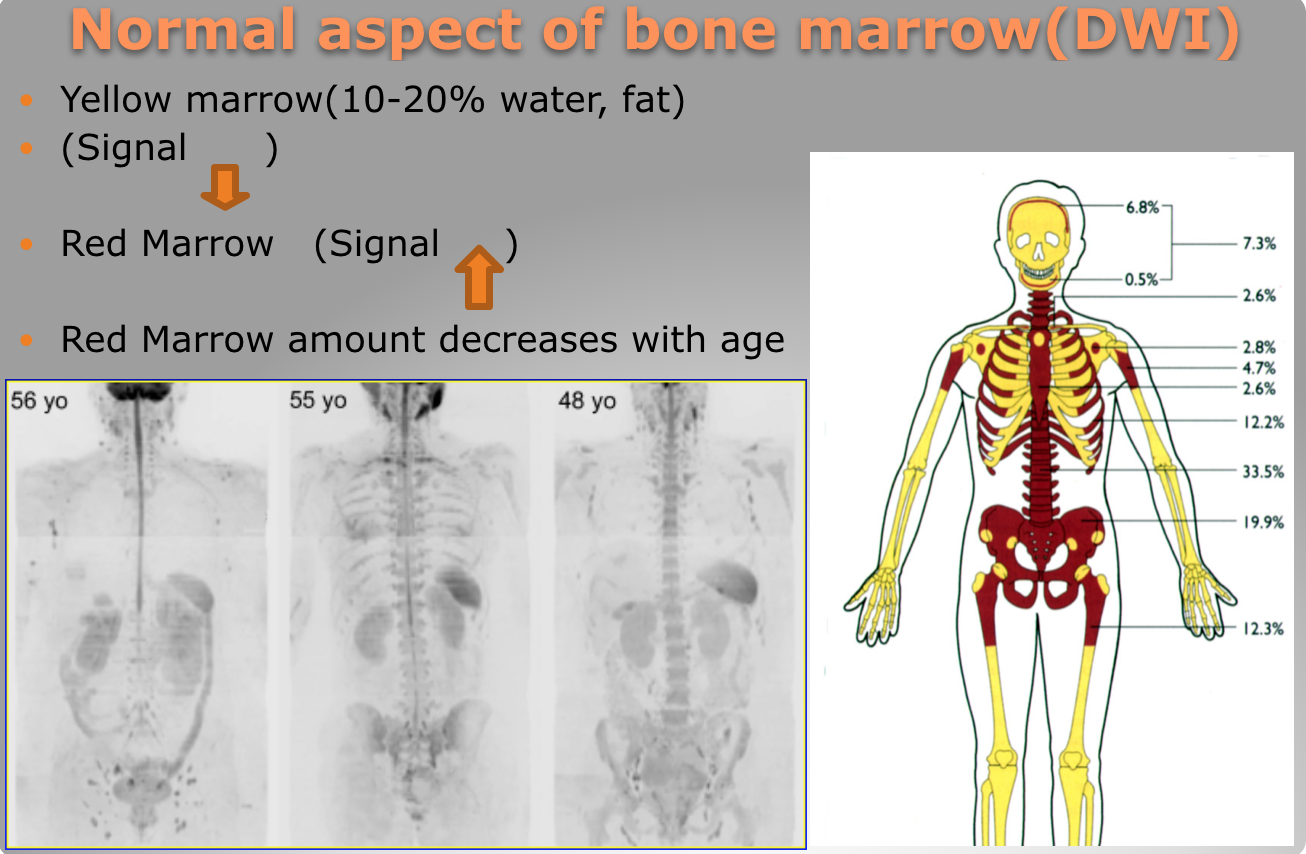red bone marrow