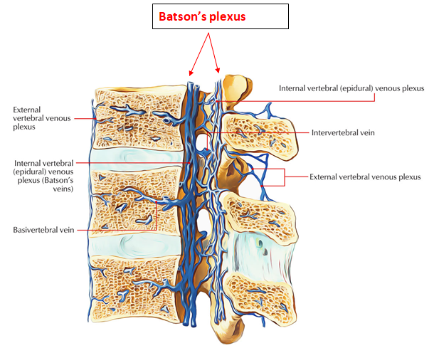 Кровоснабжение межпозвоночных дисков. Вены спинного мозга анатомия. Внутреннее венозное сплетение спинного мозга. Венозный отток спинного мозга. Венозные сплетения спинного мозга.