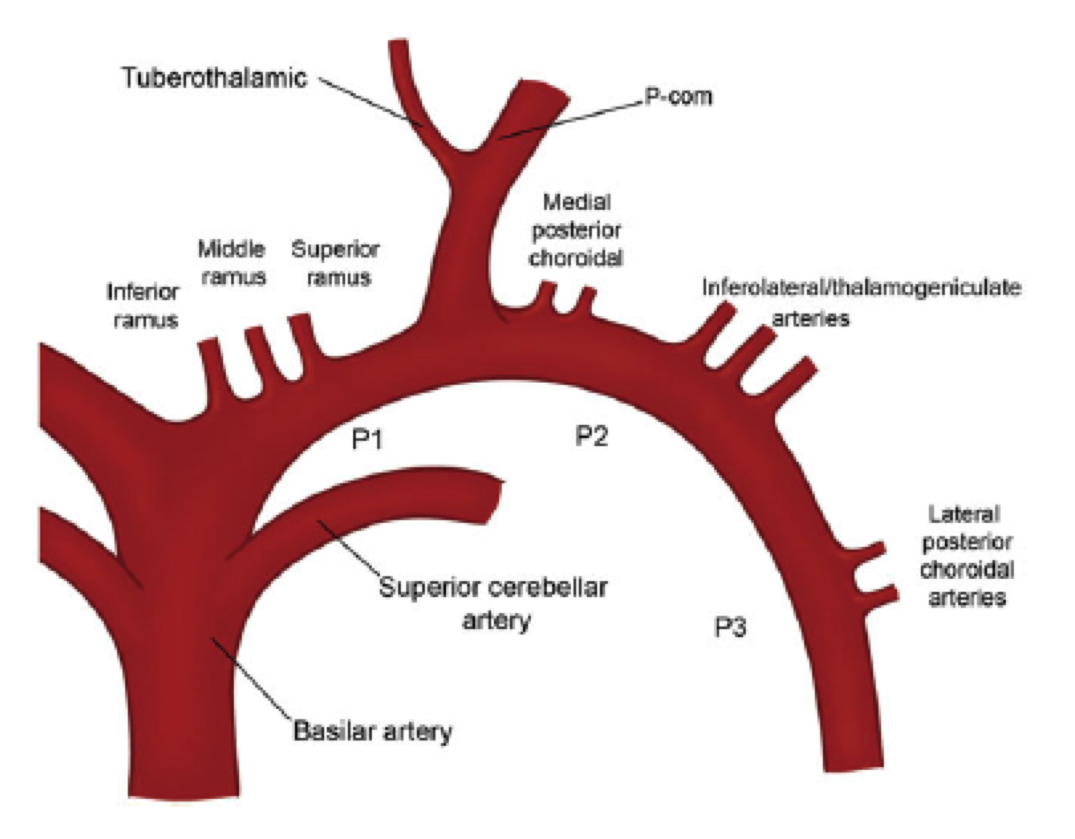 Posterior Cerebral Artery Segments