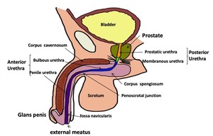 candida prostata