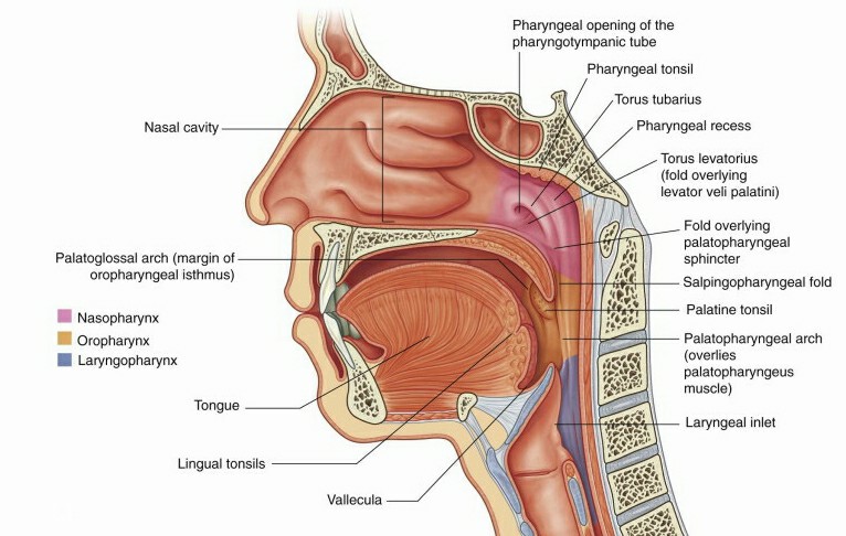anatomy of nasopharynx