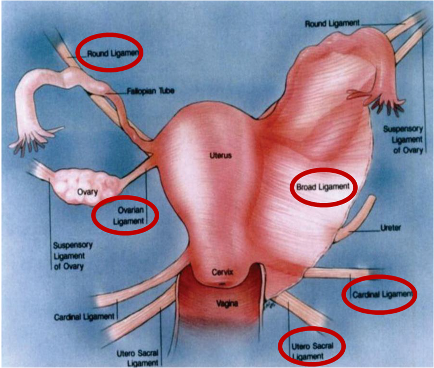 Маточных связки матки. Матки(Lig. Teres uteri) кадавер. Мезосальпинкс анатомия.