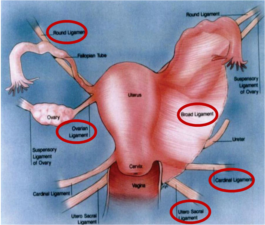 cardinal ligament ureter