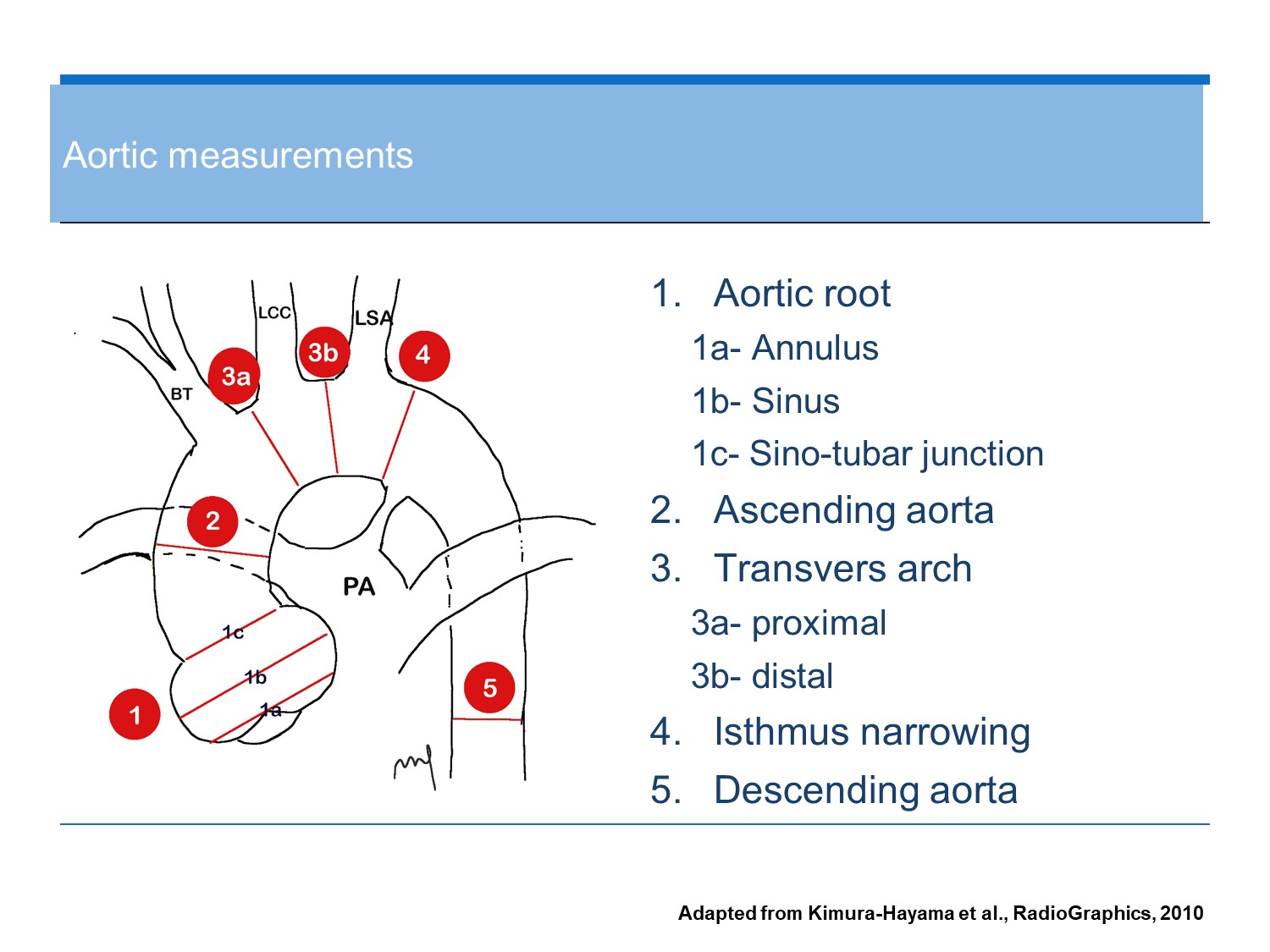 aortic root measurement