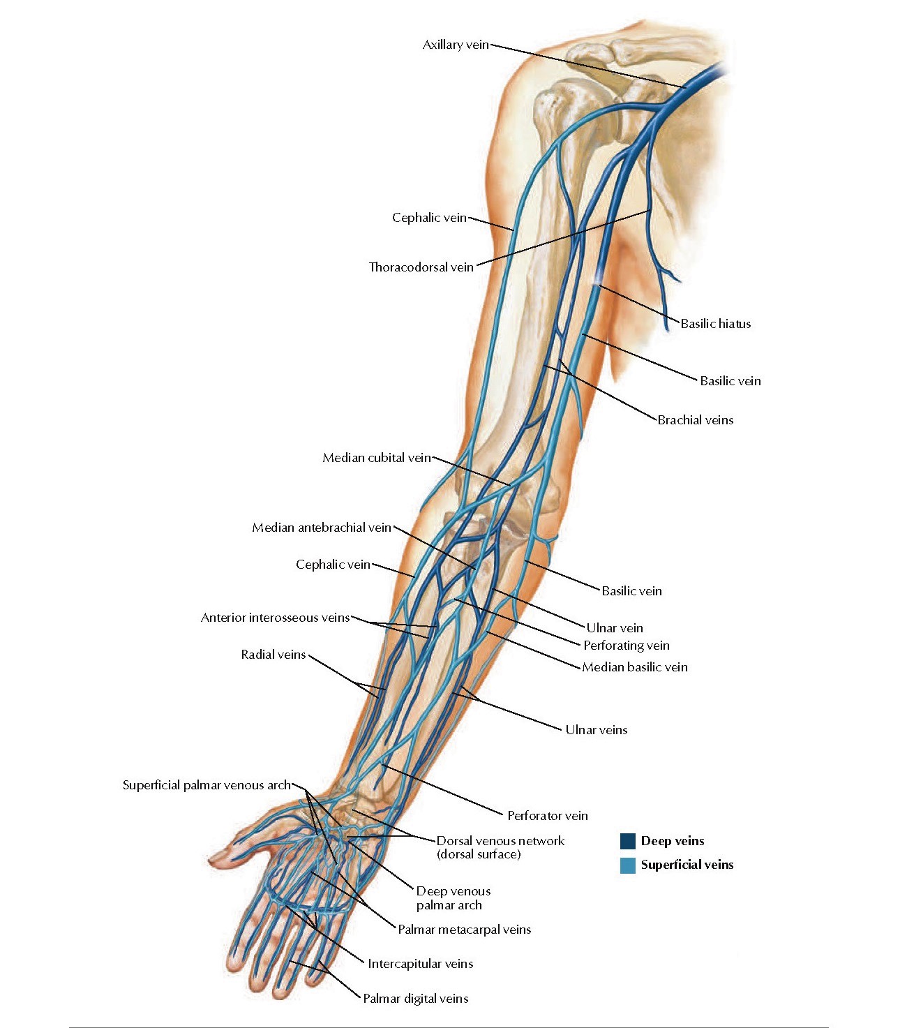 анатомия вен верхних конечностей