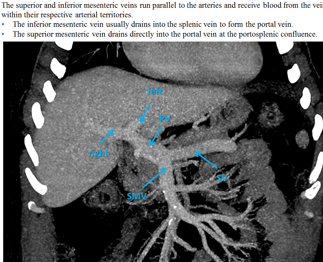 superior mesenteric vein and artery
