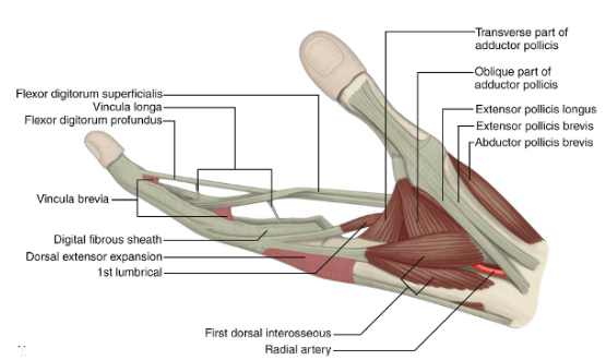 hand anatomy flexor tendons