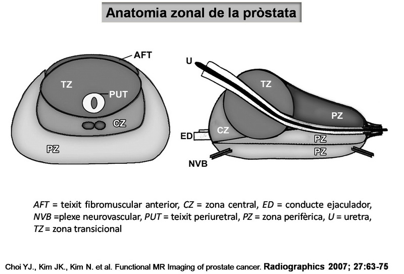 anatomía zonal de la próstata