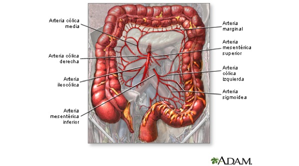 Síndrome de la arteria mesentérica superior: consideraciones diagnósticas y  terapéuticas