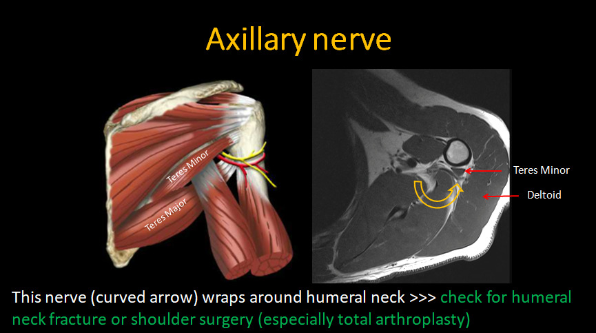 axillary nerve