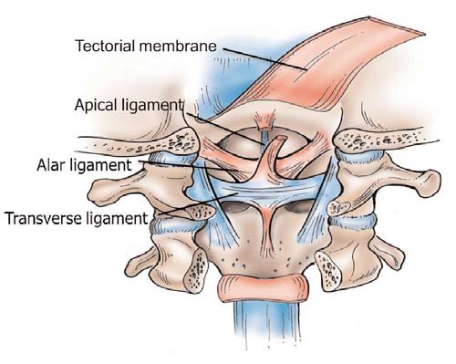 apical ligament